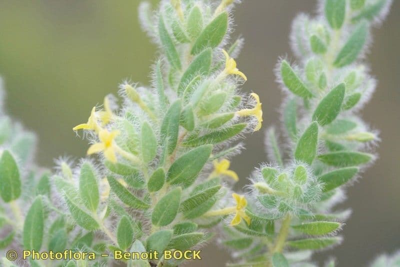 Tímelaea villosa 5