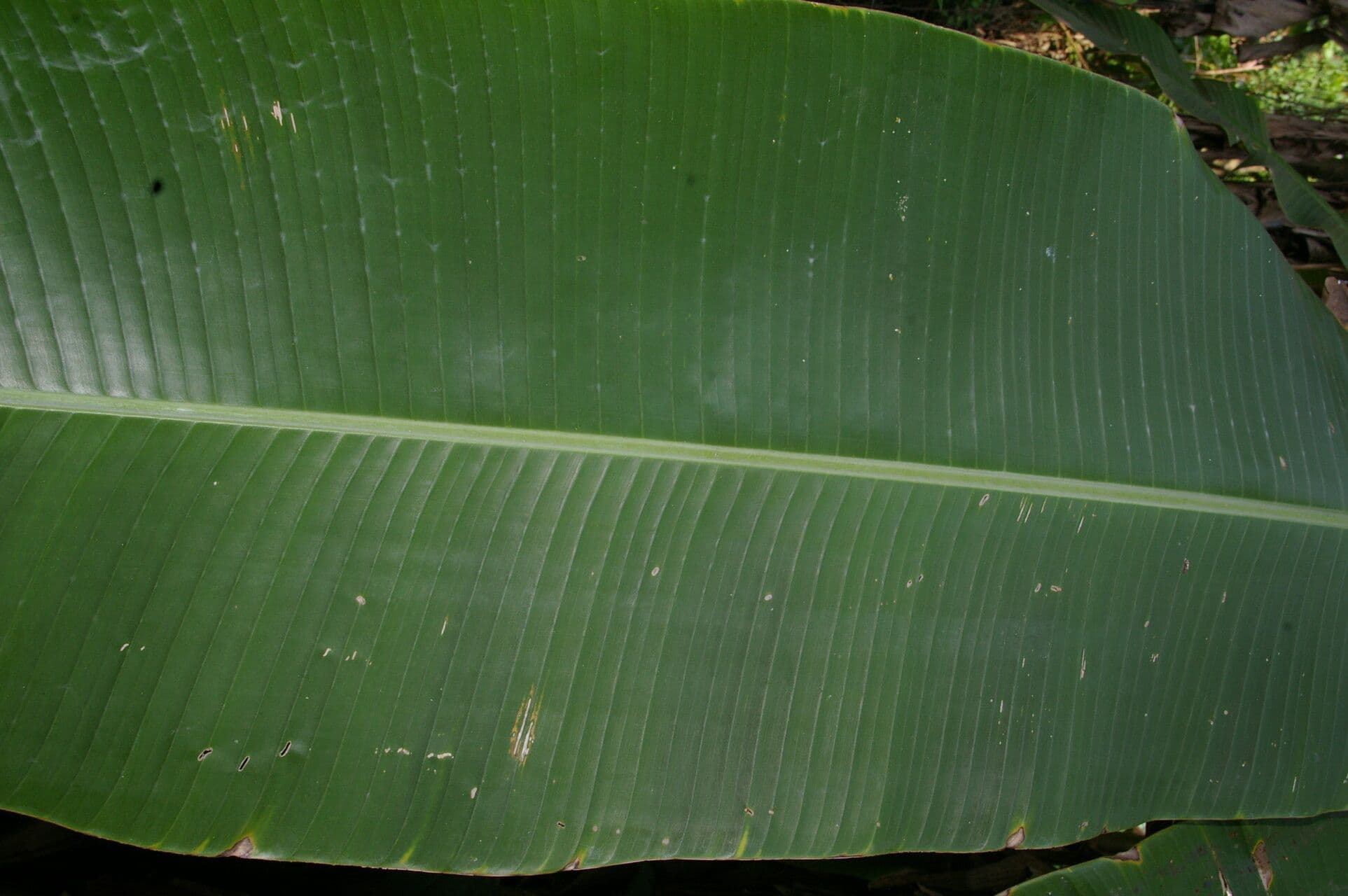 Abaca 8