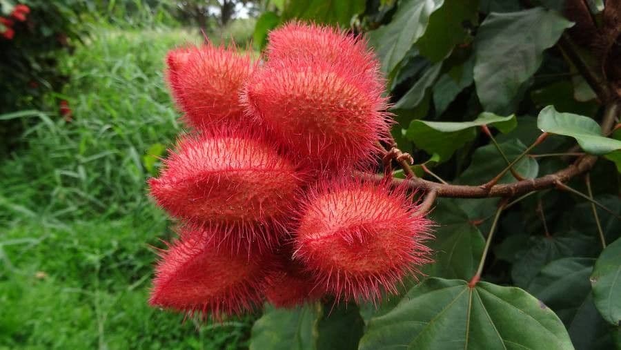 Achiote 10