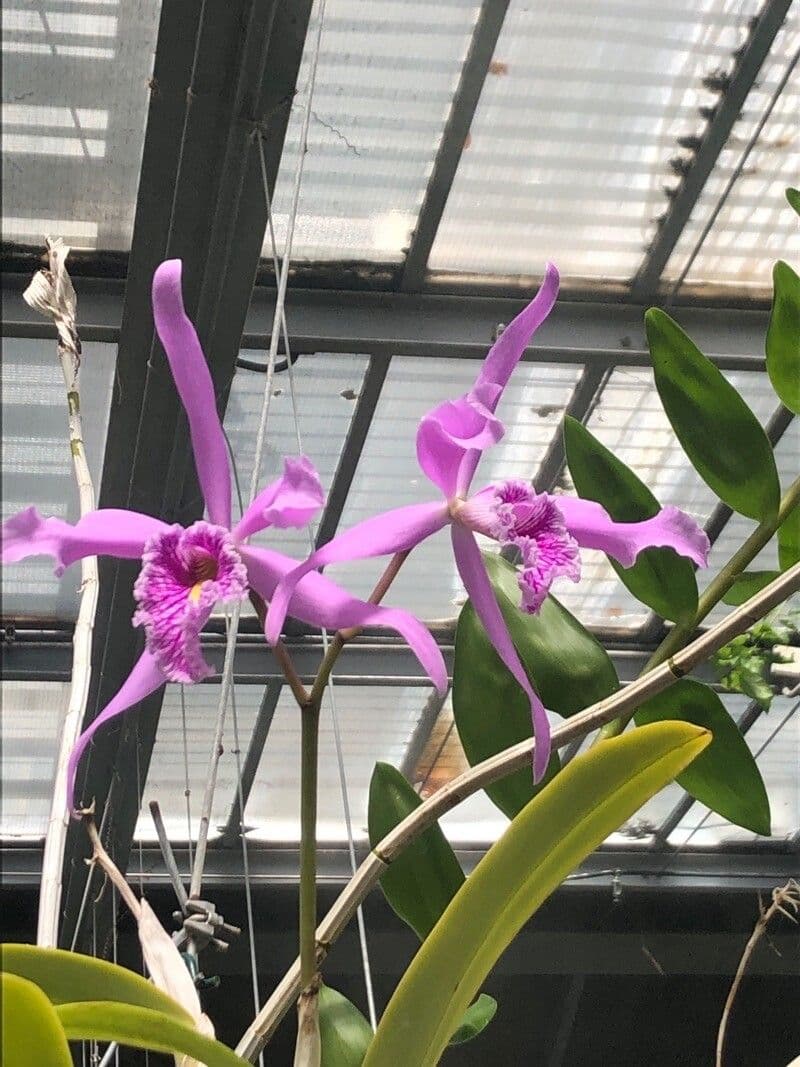Cattleya 3