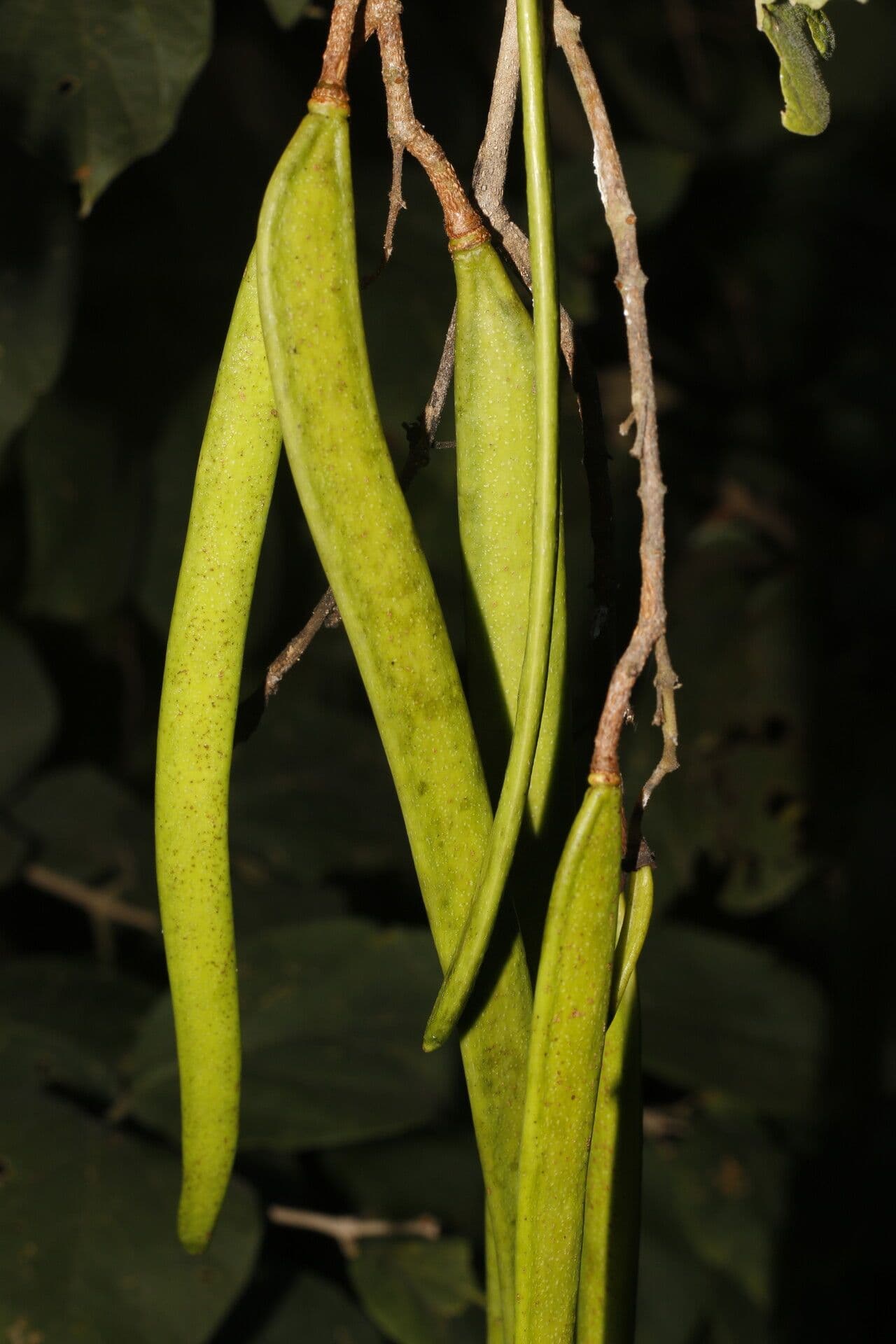 Fridericia 4