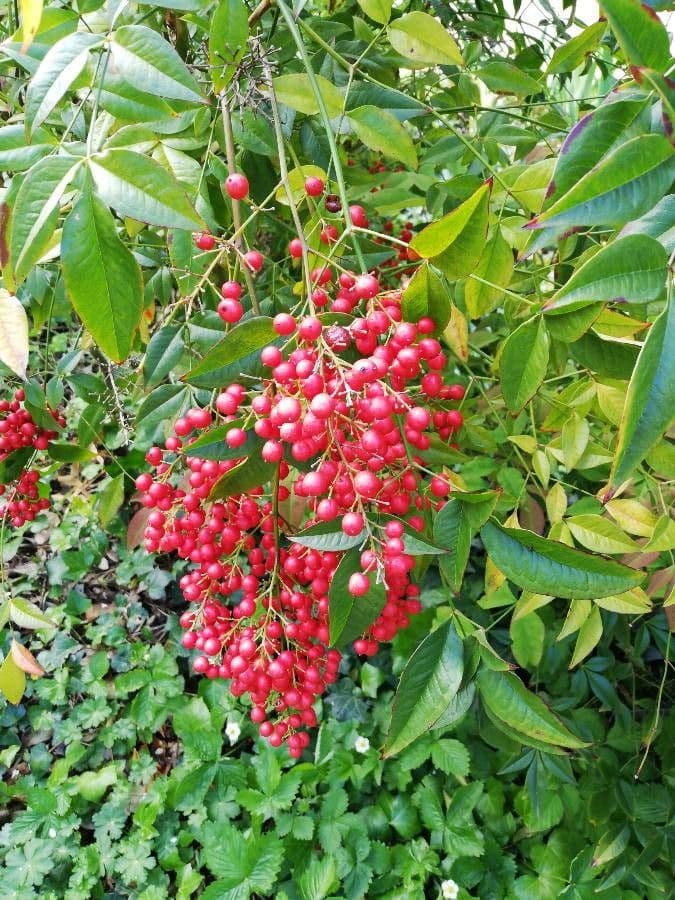 Nandina 3