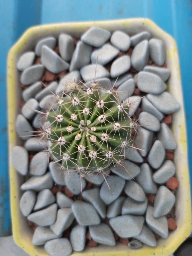 Echinopsis 16