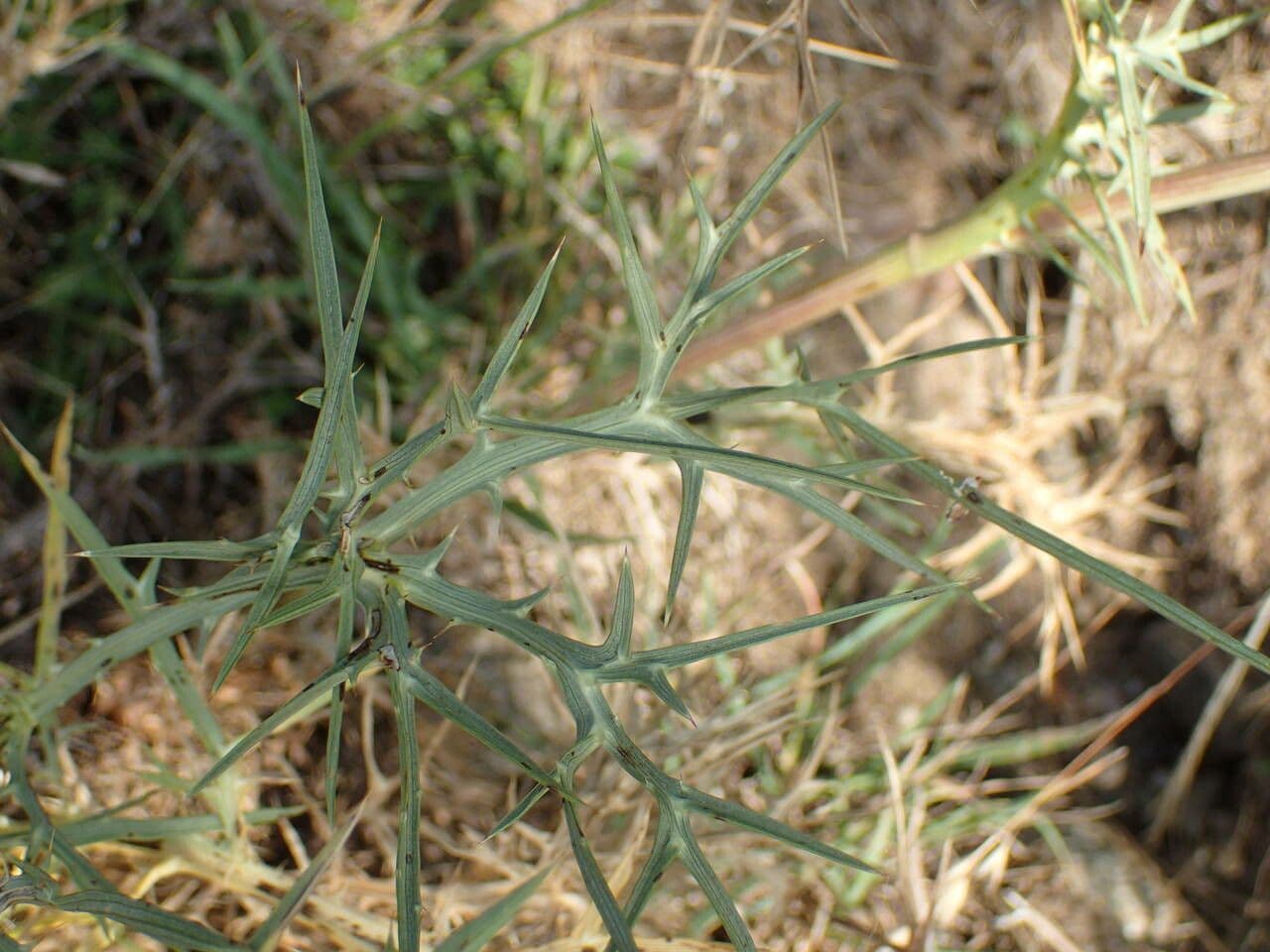 Panicaut d'améthyste 12