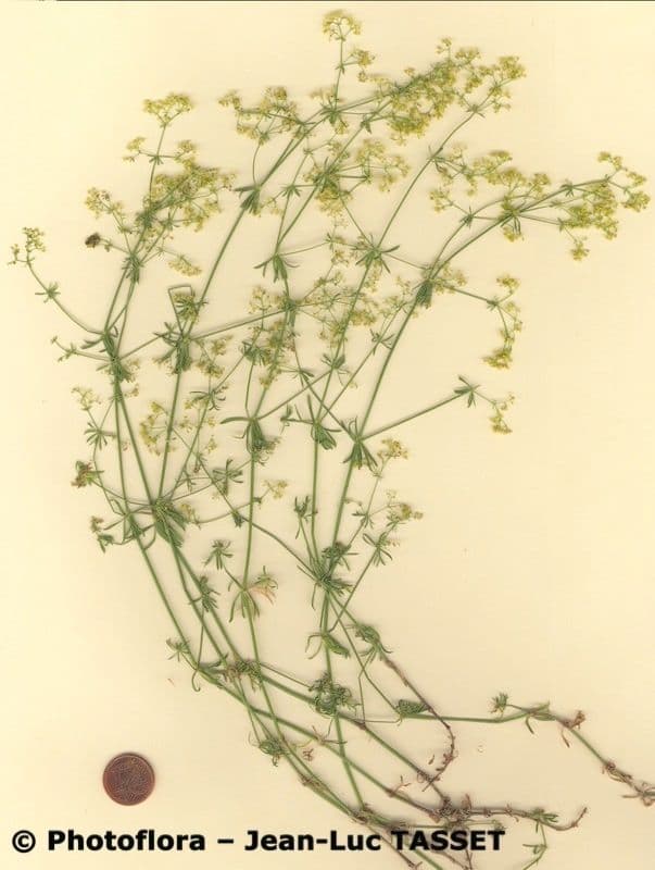 Schlankes Labkraut 12