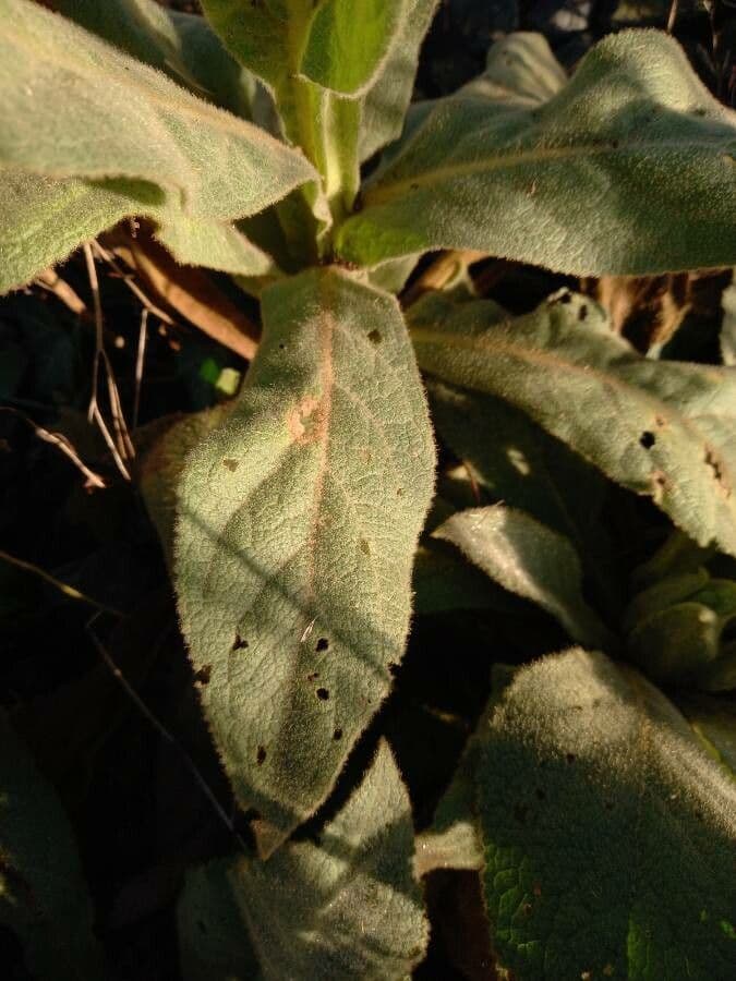 Verbasco phlomoides 18