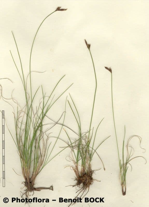 Carex mucronata 19