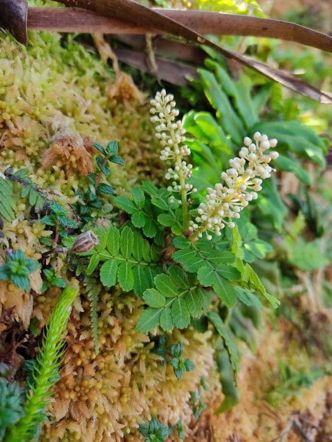Weinmannia pennata 2