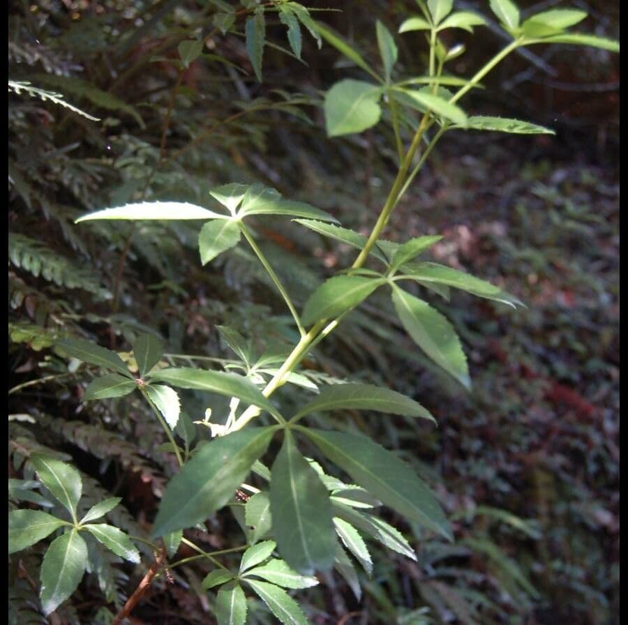 Falso Aralia 5