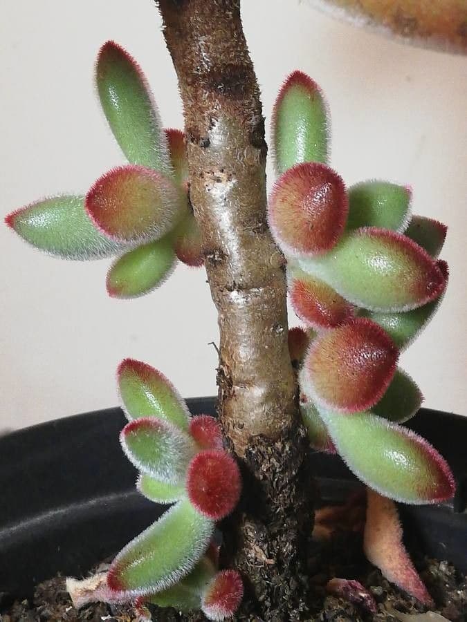 Echeveria 19