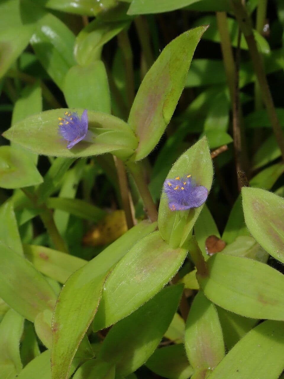 Cyanotis crestata 7