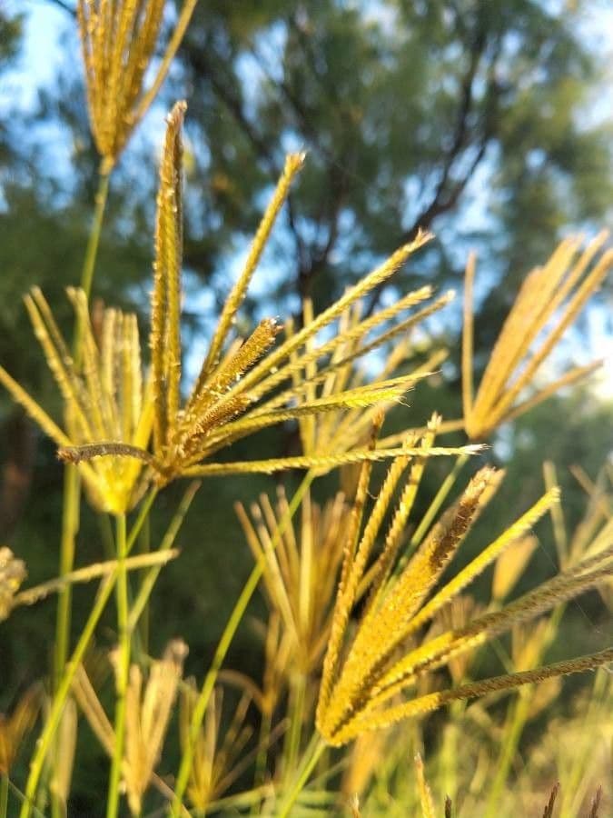 Rhodesgras 2