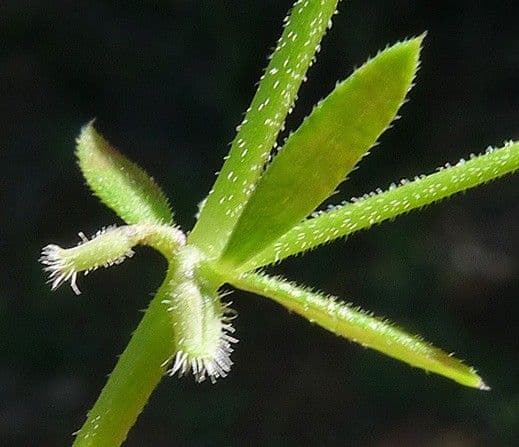 Galium murale 25