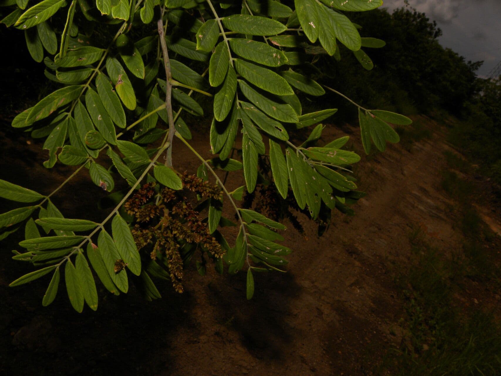 Lonchocarpus 11
