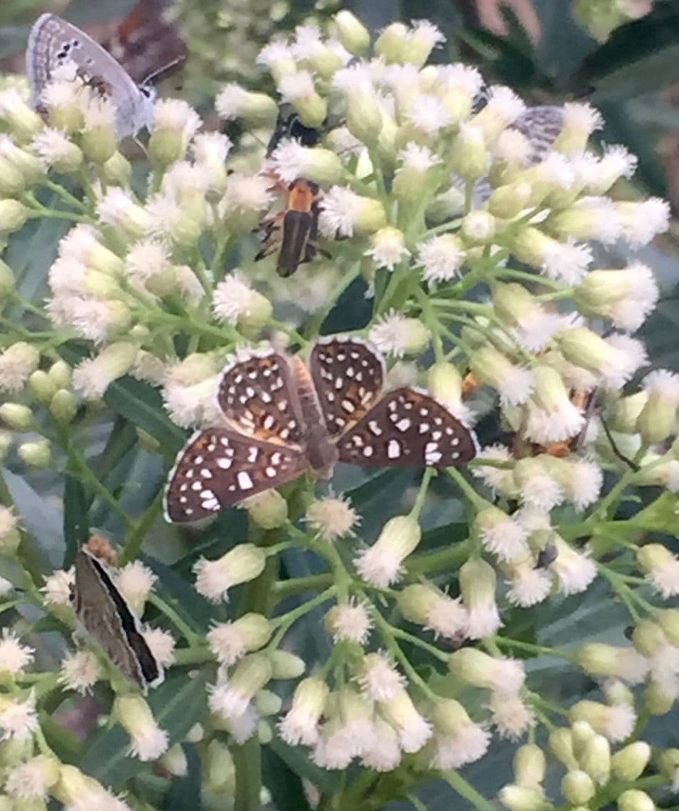 Baccharis 6