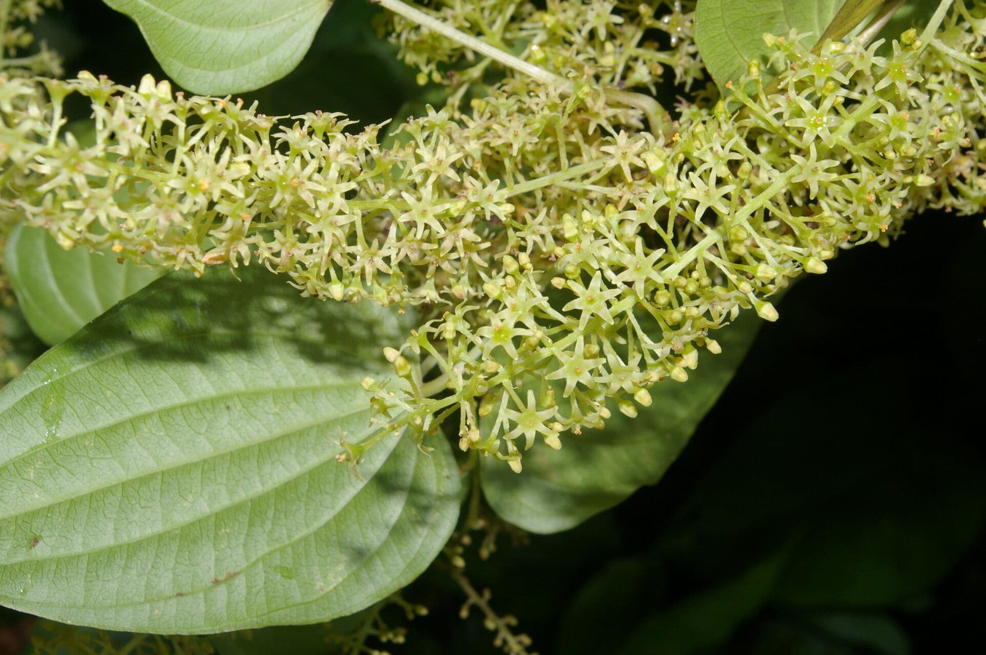 Dioscorea di Standley