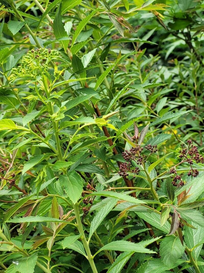 Spirea del Giappone 2
