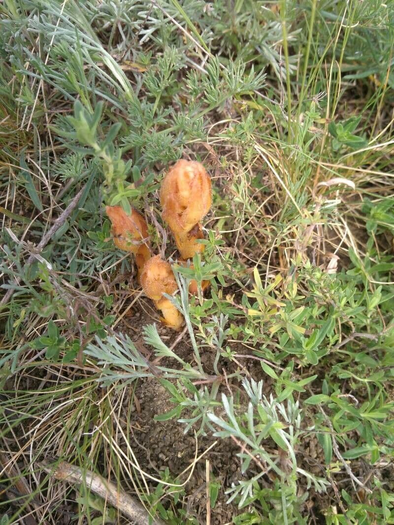 Orobanche maggiore 12