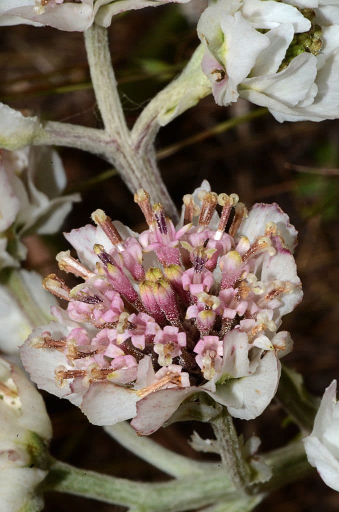 Hymenopappus artemisiifolius 5
