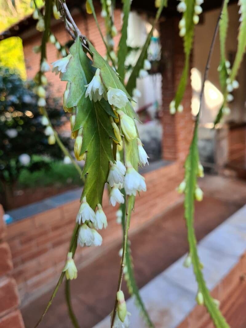 Lepismium 3