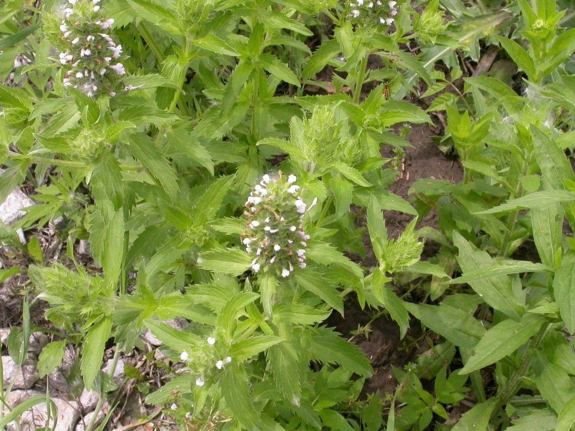 Kleinblütiger Drachenkopf 8