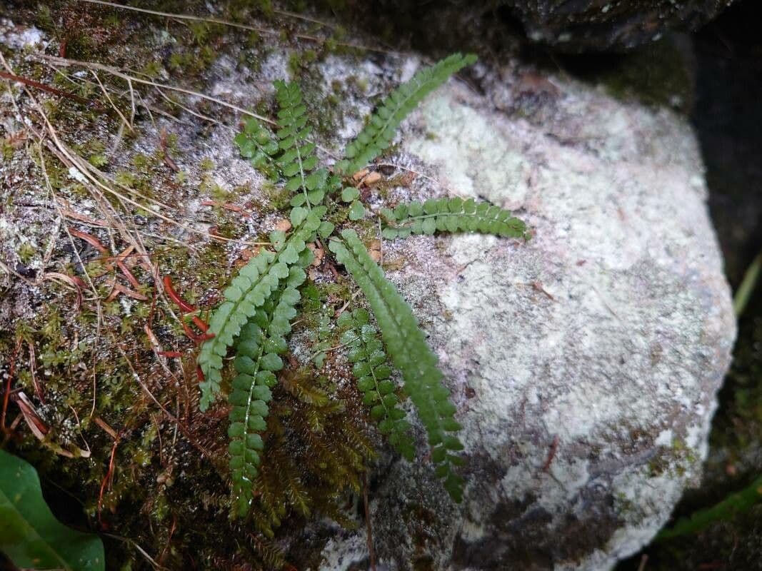 Asplenio verde 14
