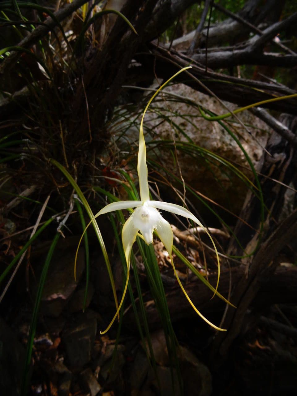 Brassavola 8
