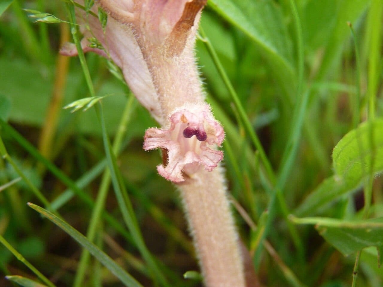 Succiamele garofanato 4