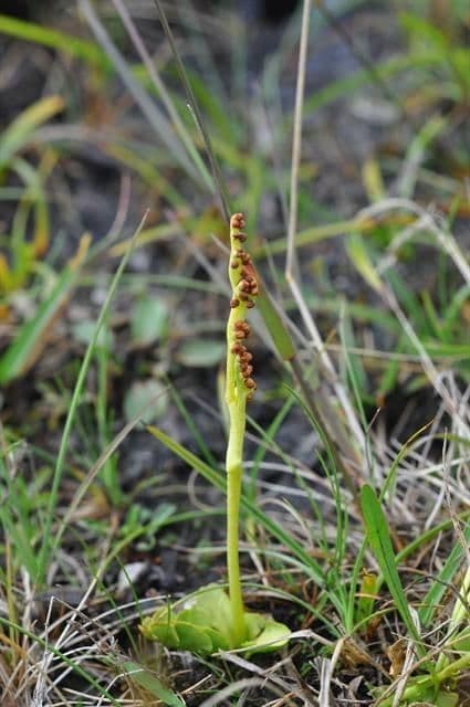 Botrychium