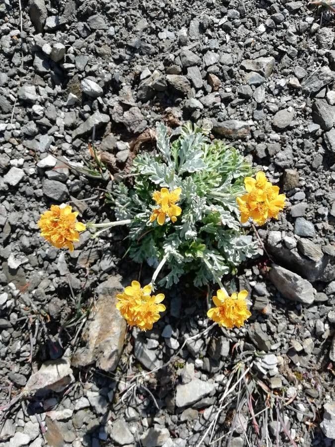 Senecio grigio 8