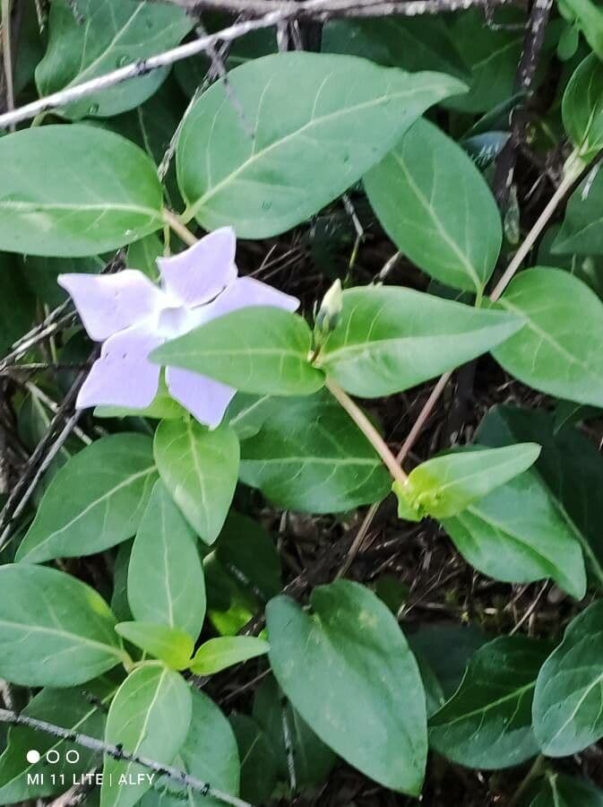 Pervinca difforme 4