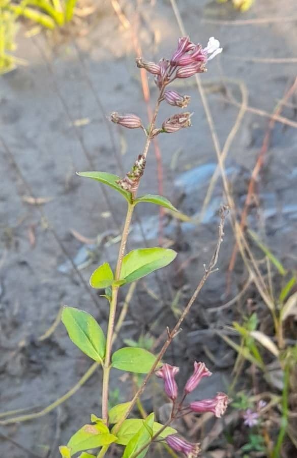 Cuphea pegajosa 7