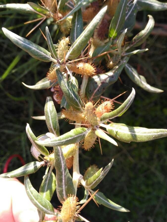 Lappola spinosa 30