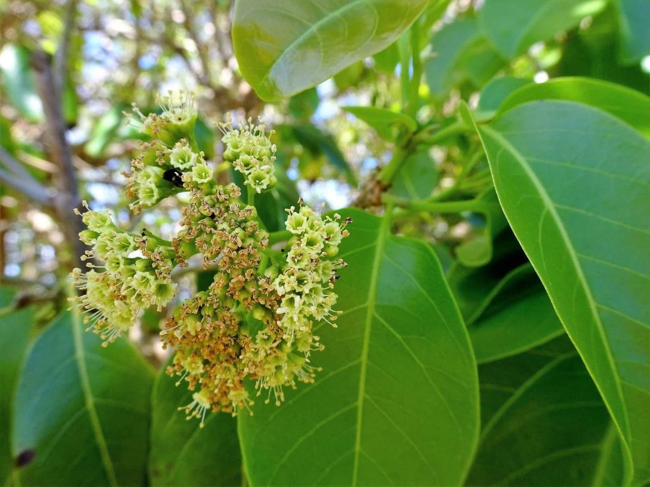 Pisonia 8