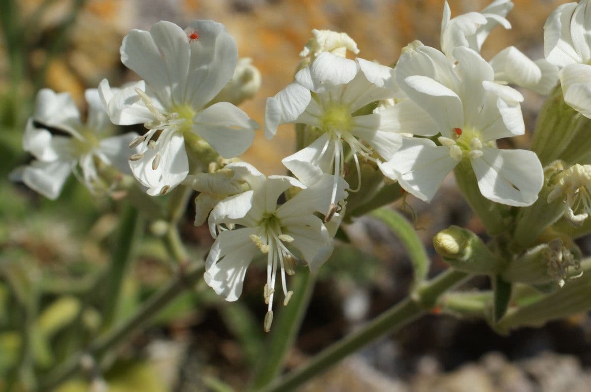 Silene
