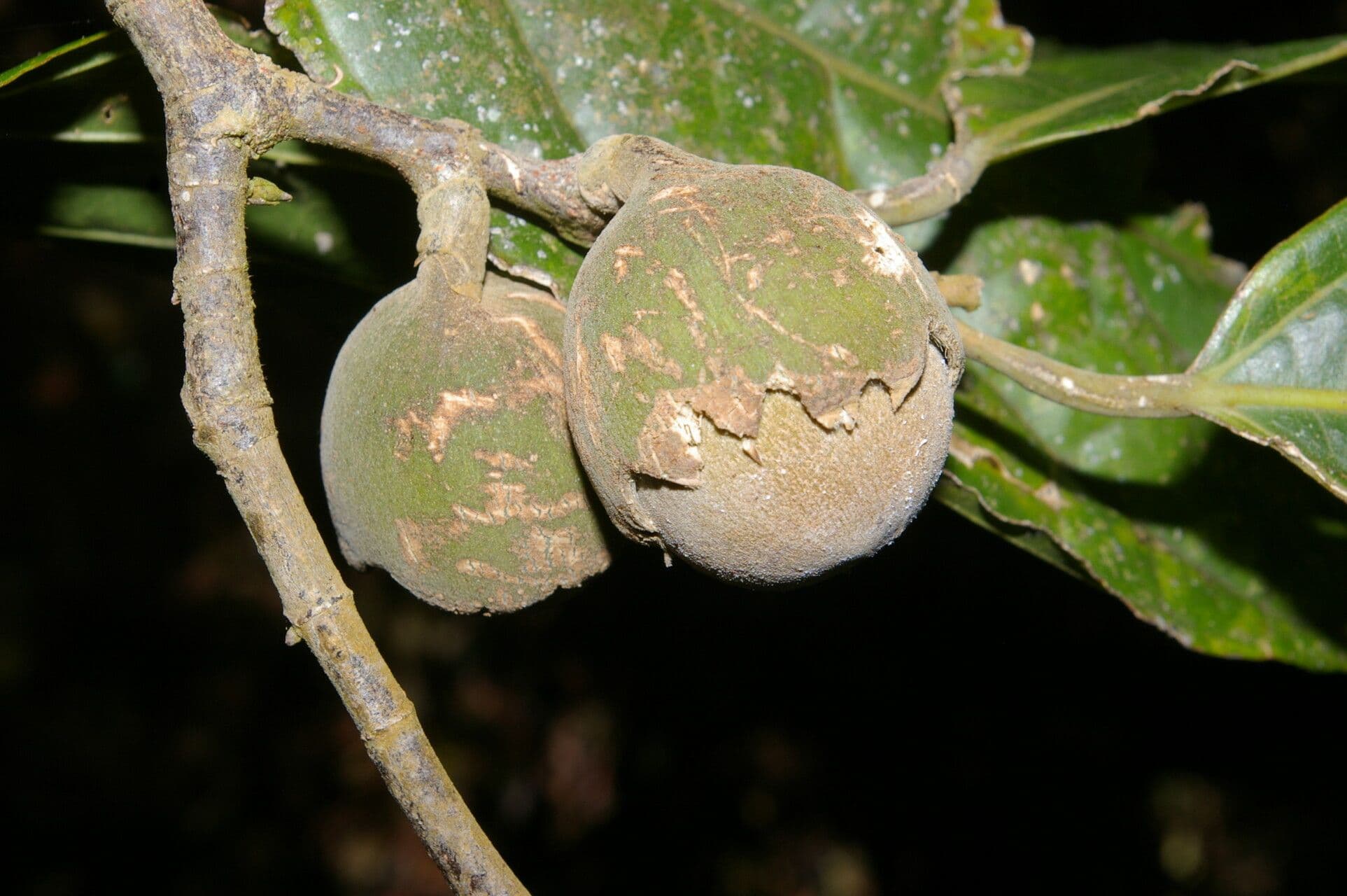Quararibea funebris 3