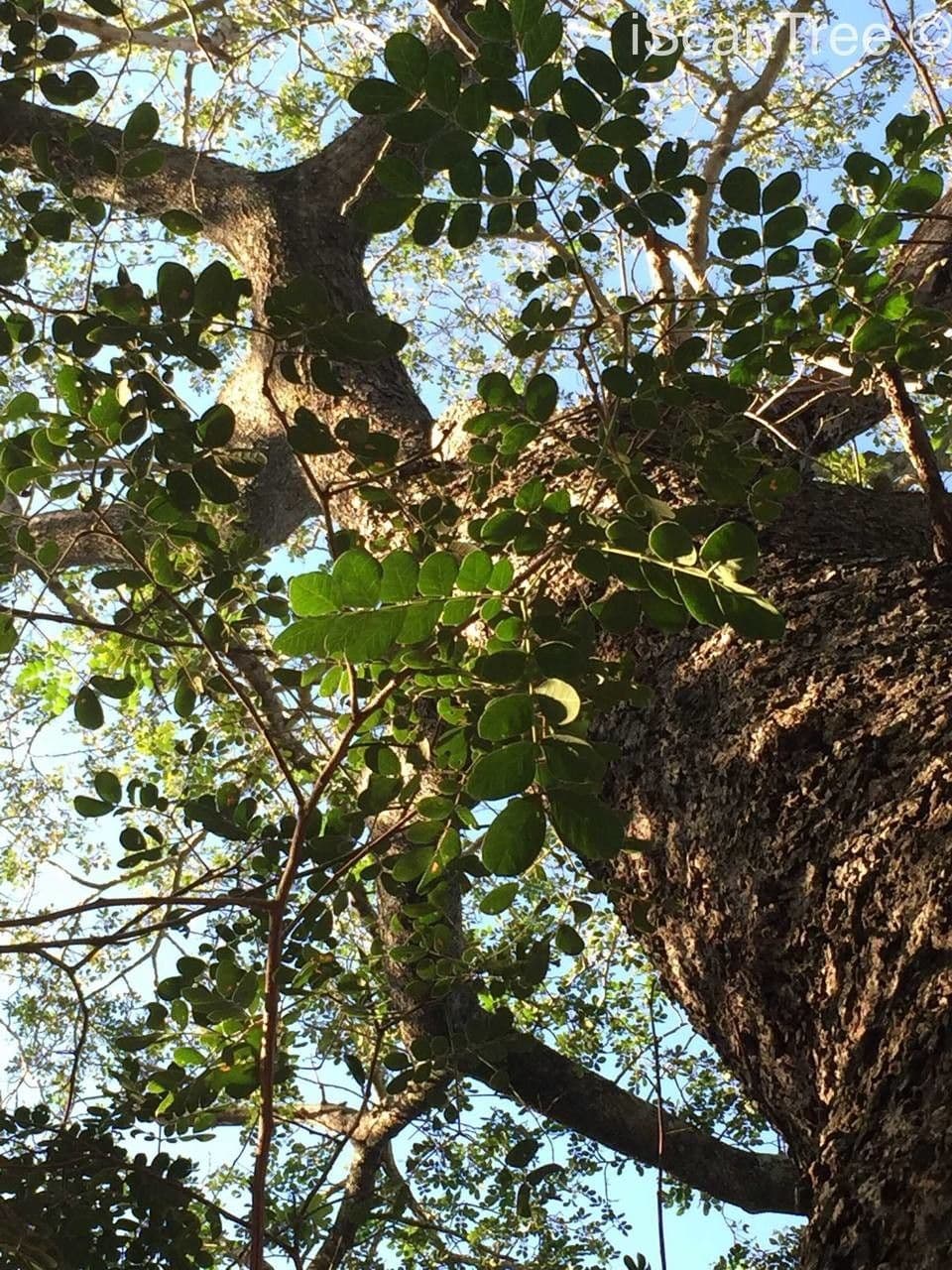 Albizia 12