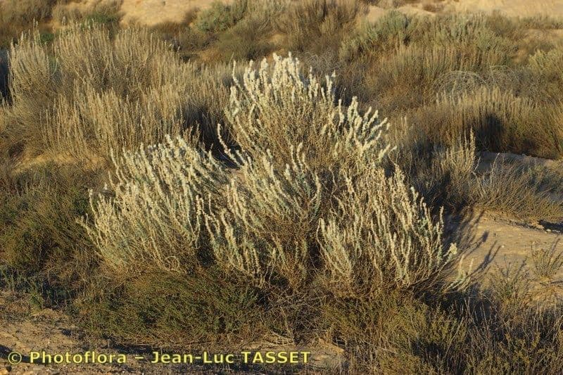 Krascheninnikovia ceratoides 5