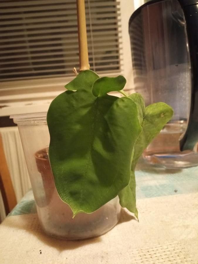 Syngonium