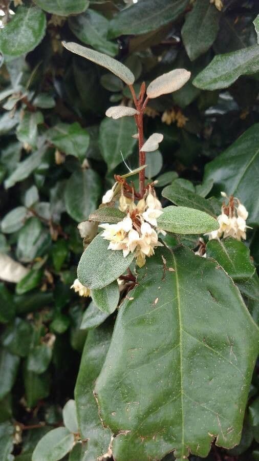 Elaeagnus 9