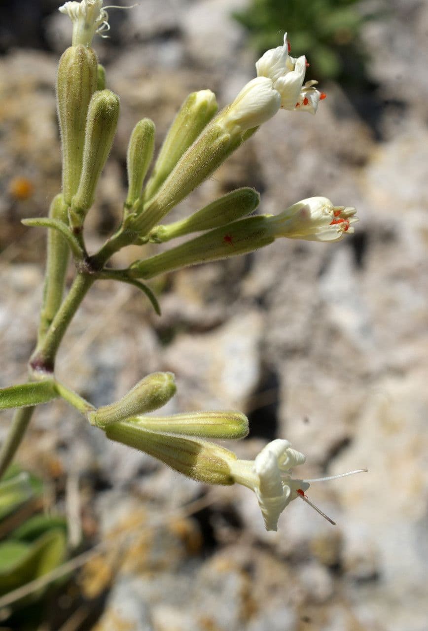 Silene 3