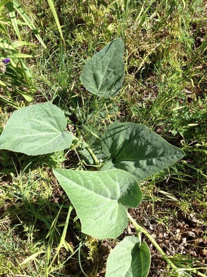 Zucca fetida 13