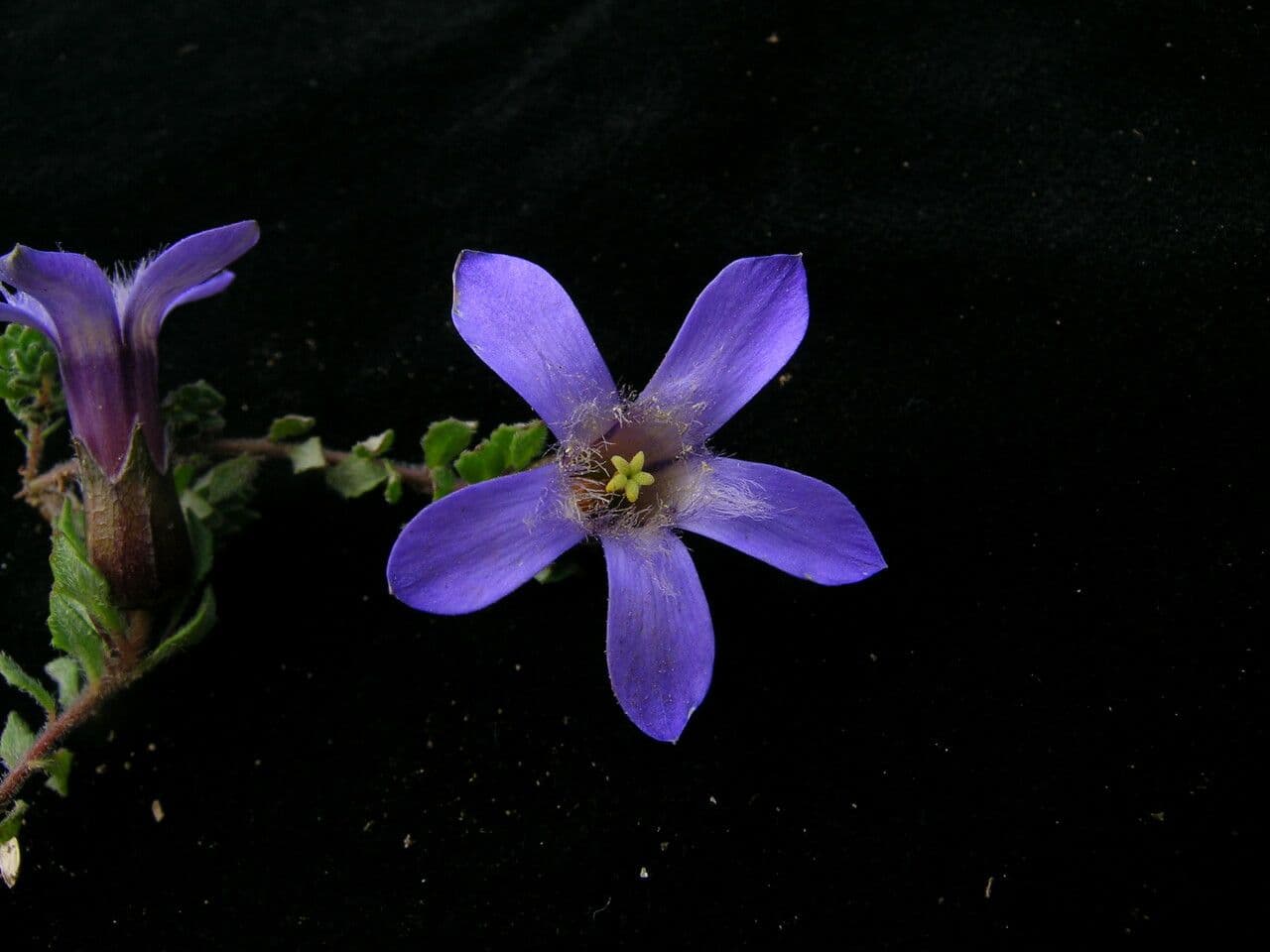 Cyananthus incanus