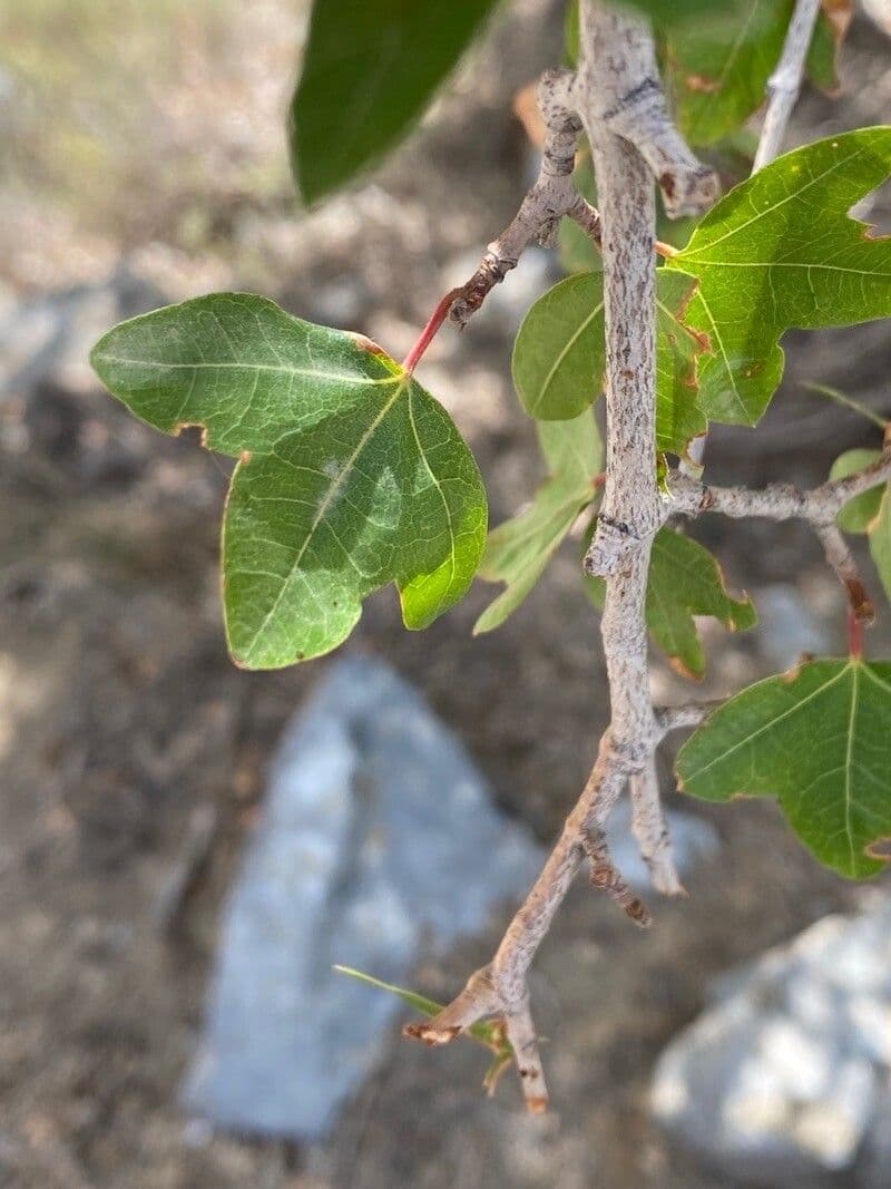 Acero di Creta 14