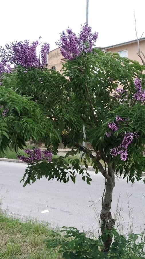 Lonchocarpus violaceo 4