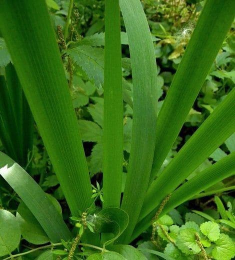 Iris 10