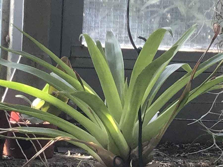 Tillandsia complanata