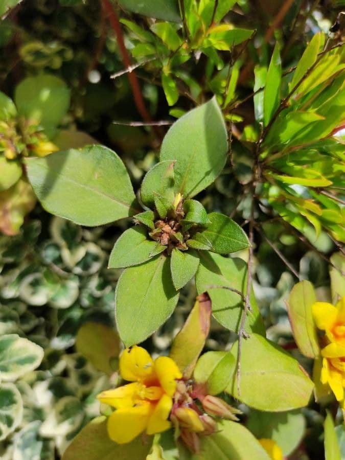 Lysimachia congestiflora 8