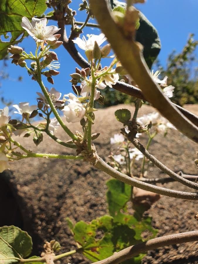 Rundblättrige Dombeya 9
