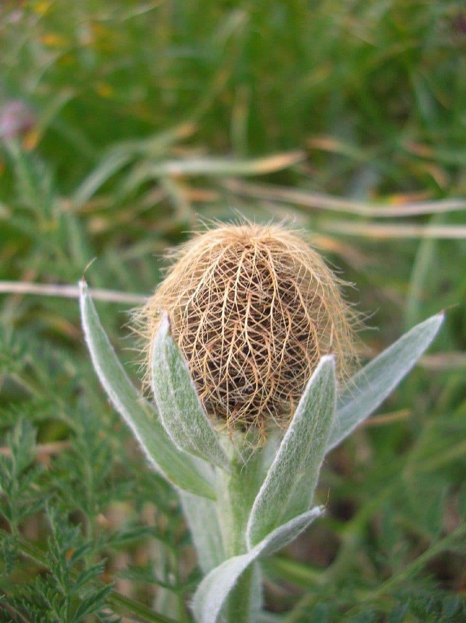 Centaurea nervée 4